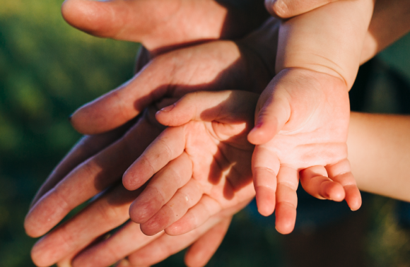 Eğitim Kutusu Uygulamalı Aile Dizimi Eğitimi